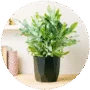 Plantas de Interior