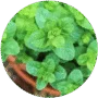 Aromáticas