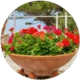 Plantas de Exterior