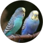 Aves Ornamentales