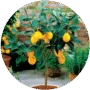 Plantas Frutales