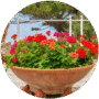Plantas de Exterior