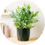 Plantas de Interior