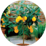 Plantas Frutales